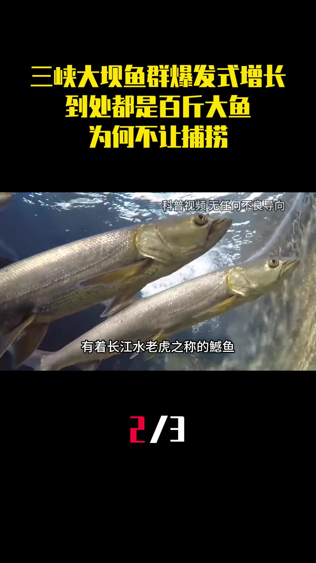 三峡大坝鱼群爆发式增长到处都是百斤大鱼为何不让捕捞2