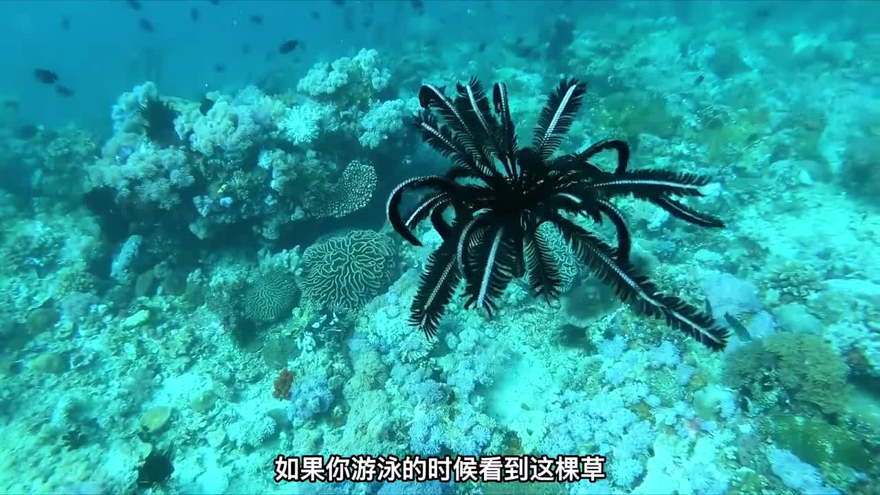 在水里会动的草没人认识的奇怪生物二