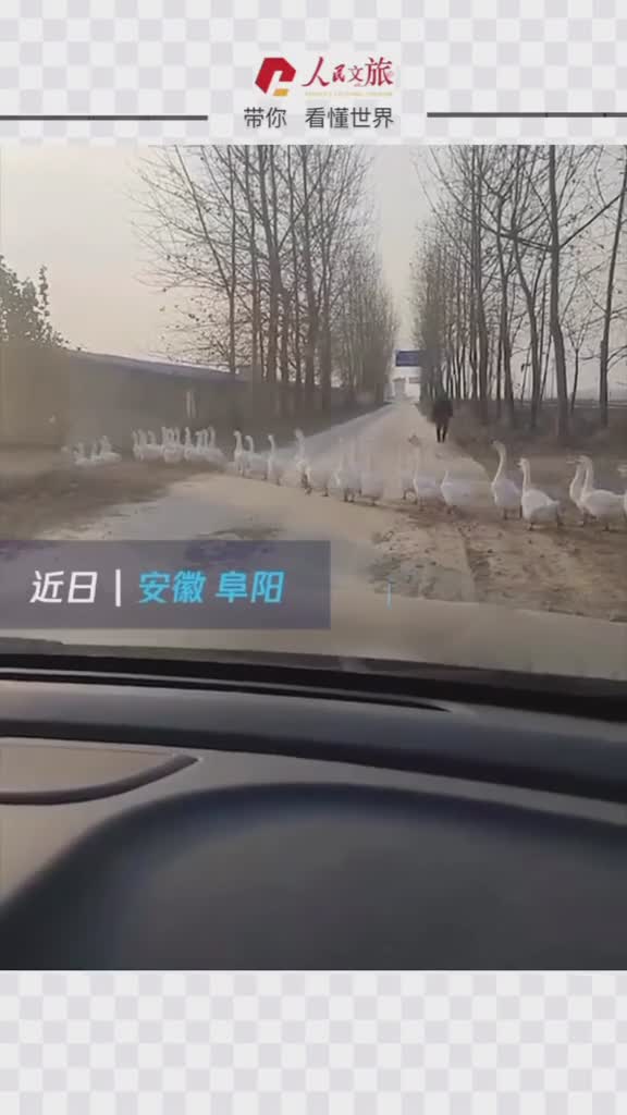 男子被鹅拦住去路十五分钟还没走完鹅没想到吧哈哈哈