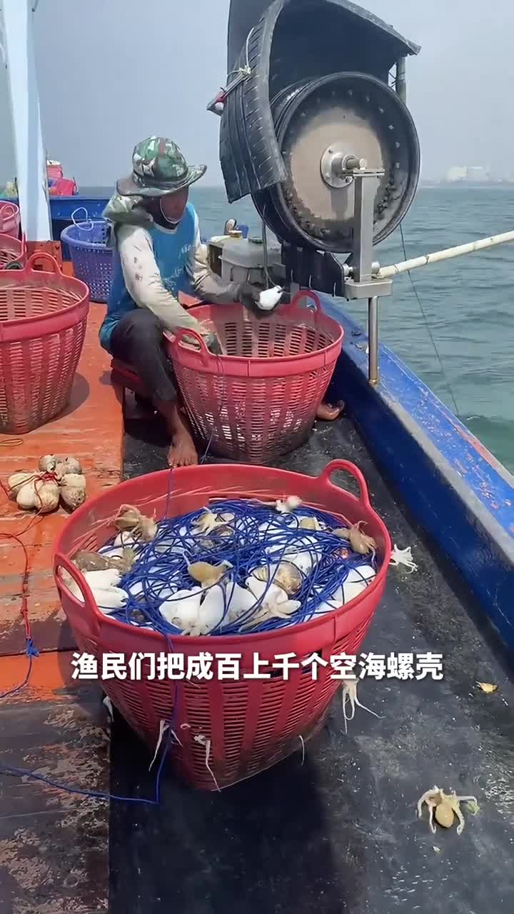 海螺延绳钓渔民巧用海螺壳收割章鱼章鱼为何自投罗网
