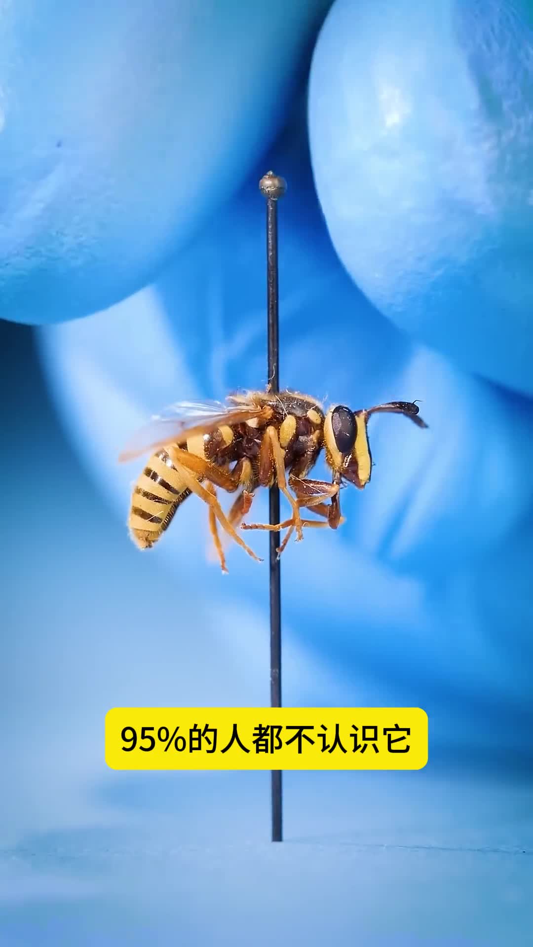 95的人都不认识它像蜜蜂又像苍蝇的奇怪生物