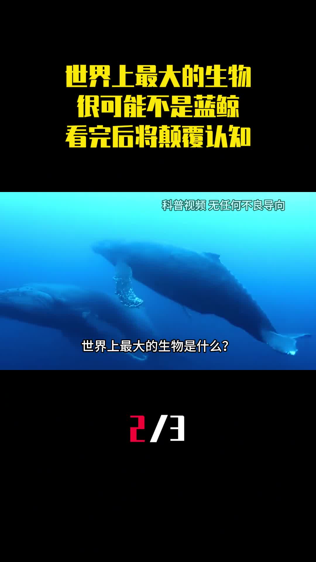 世界上最大的生物很可能不是蓝鲸看完后将颠覆你的认知2