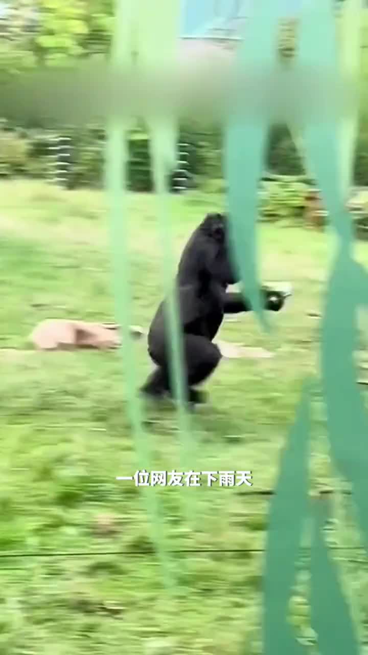 大猩猩对下雨天的反应大猩猩真的害怕下雨吗