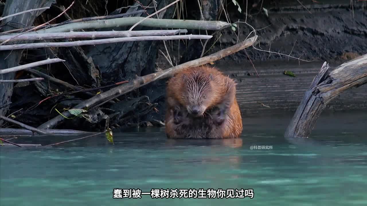 世界上最笨的十种生物智商垫底专家都急了三