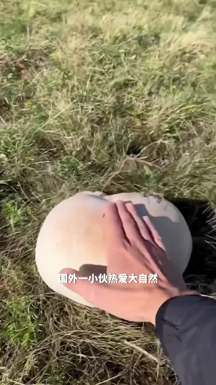蘑菇一捏就喷烟这是什么魔法菇