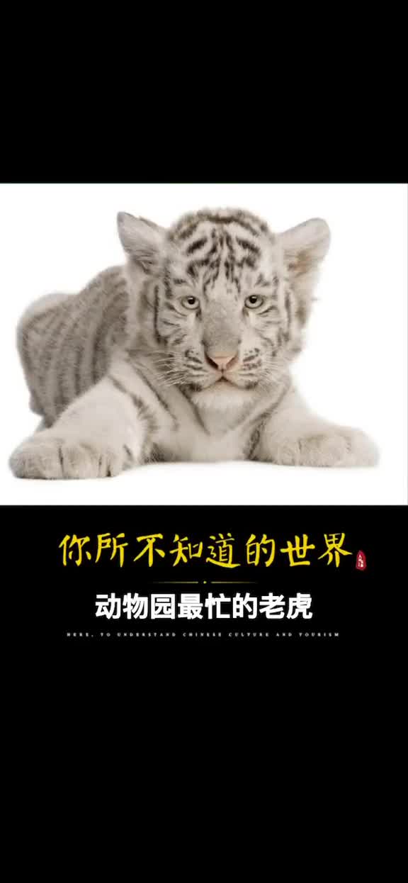 酷这只老虎竟然配合游客拍照