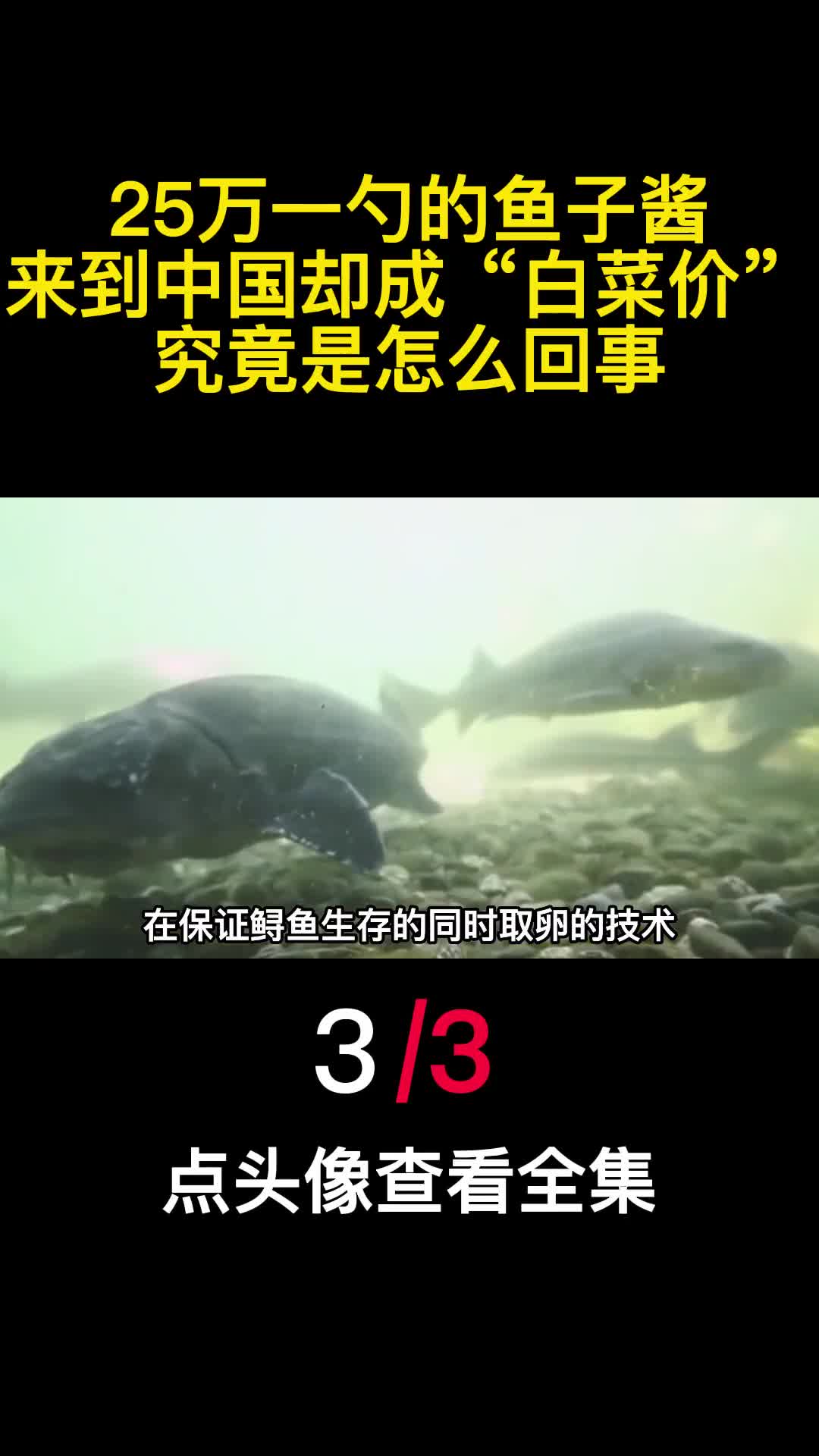 25万一勺的鱼子酱来到中国却成白菜价究竟是怎么回事3