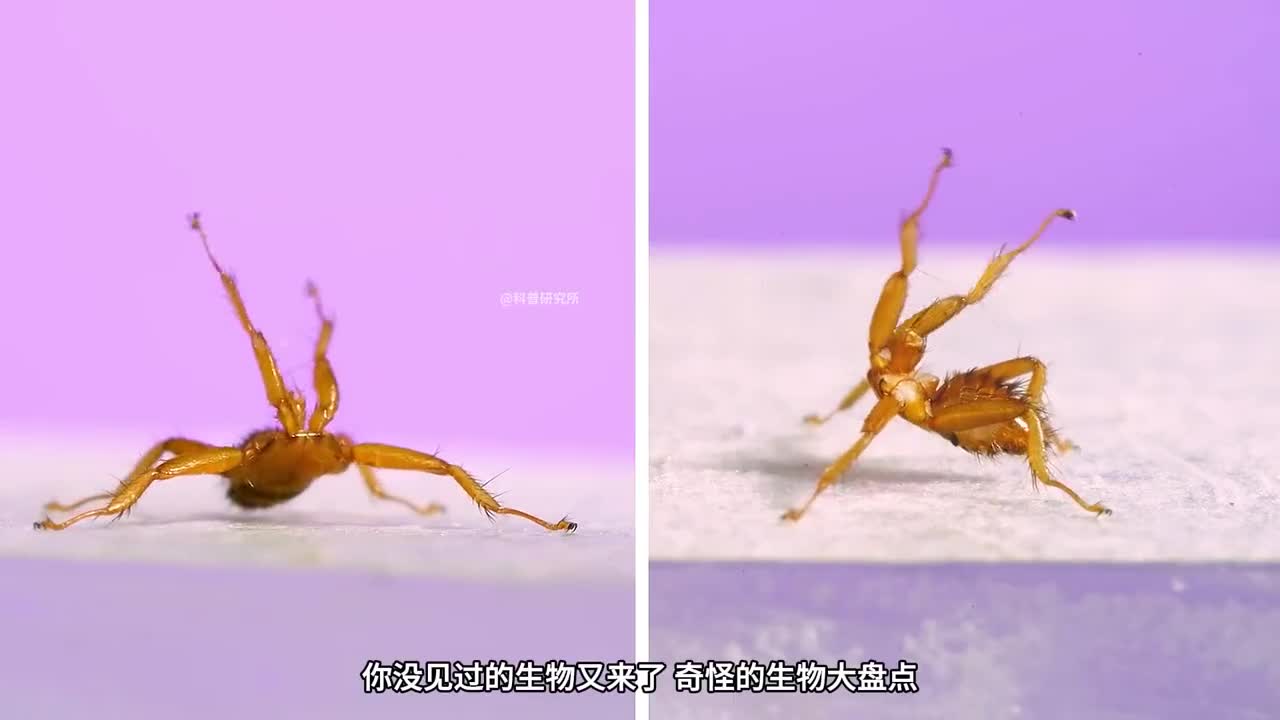 奇怪的生物大盘点第六期保证有你没见过的生物二