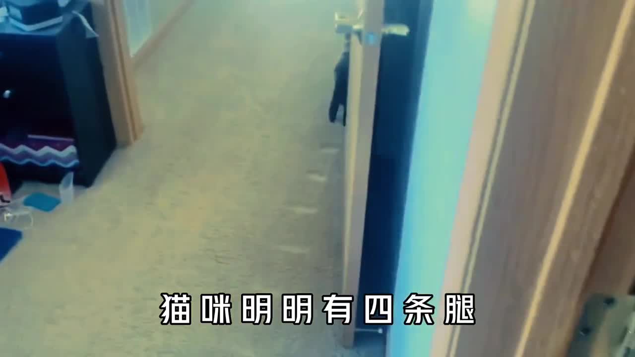 猫咪4条腿走路为何只会留下两个脚印它们真的被驯化了吗