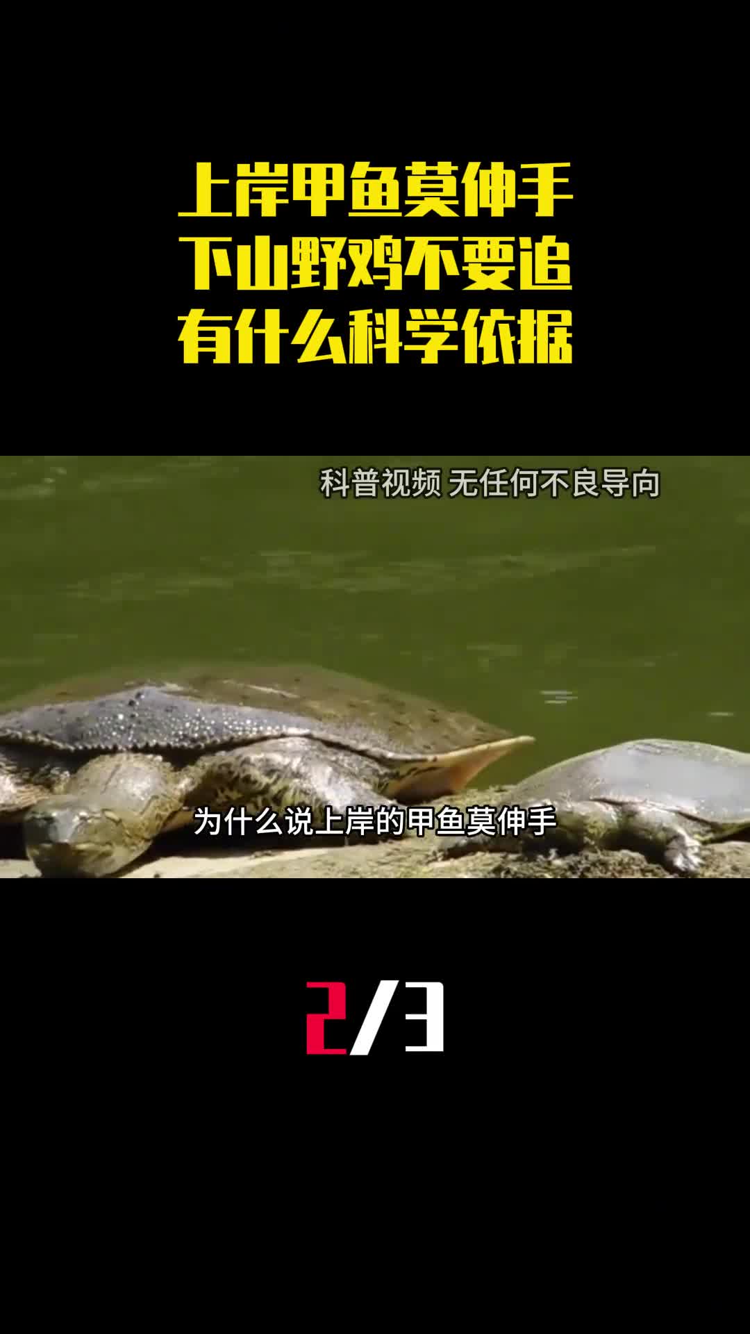 上岸甲鱼莫伸手下山野鸡不要追这俗语有什么科学依据2