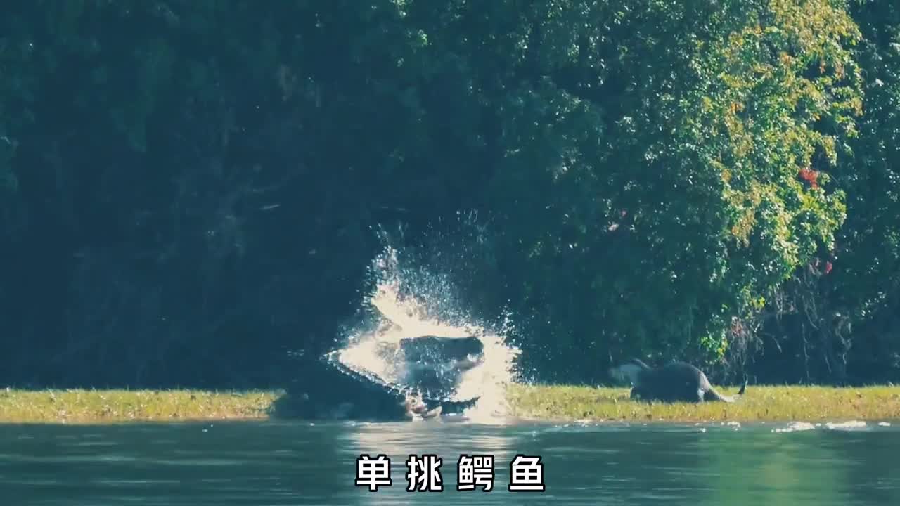 水獭究竟有多可怕单挑鳄鱼群殴猎豹饿急了还对人类下口