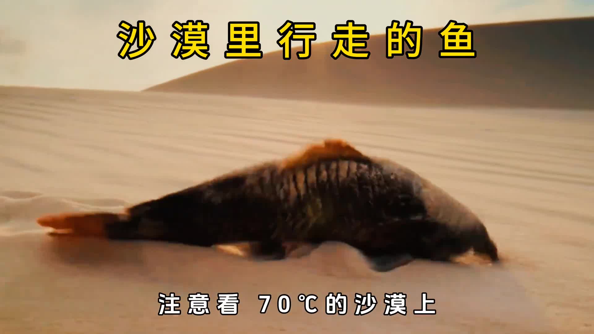 惊奇发现可以在沙漠里行走的鱼刷新了对鱼的认知