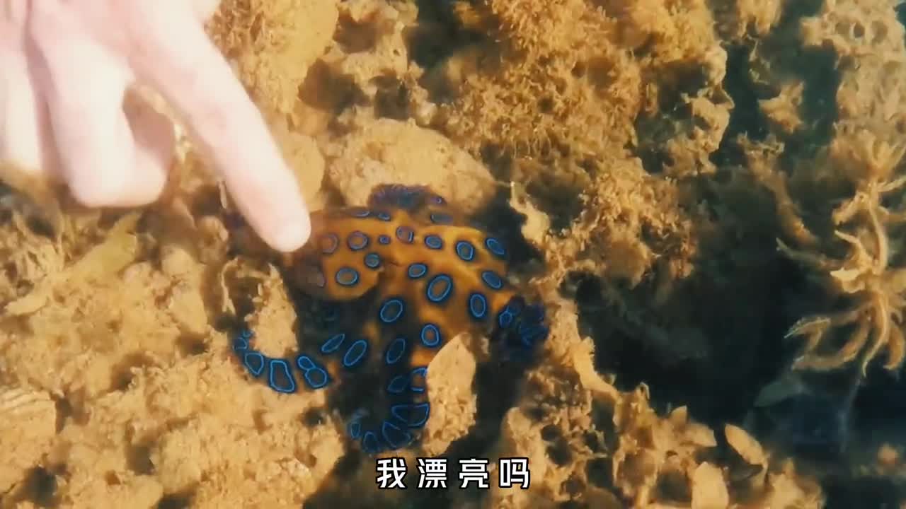 被剧毒蓝环章鱼咬一口会不会一命呜呼