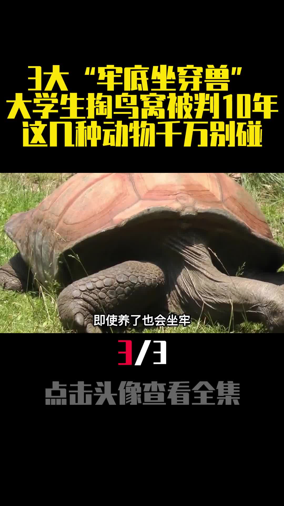 3大牢底坐穿兽大学生掏鸟窝被判10年这几种动物千万别碰3