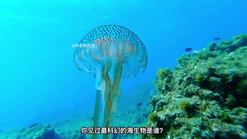 梦幻又好看的十大海洋生物最后一种非常罕见二