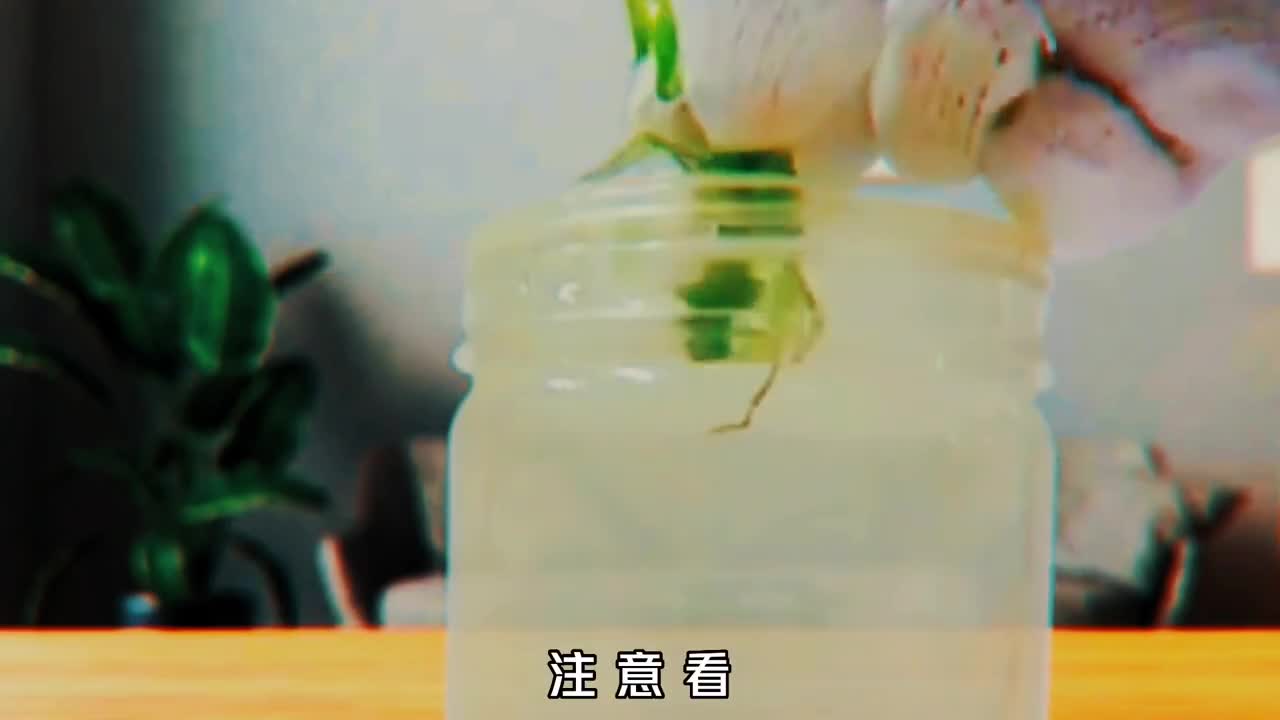 铁线虫究竟有多可怕控制宿主逼其自杀进入人体控制人类