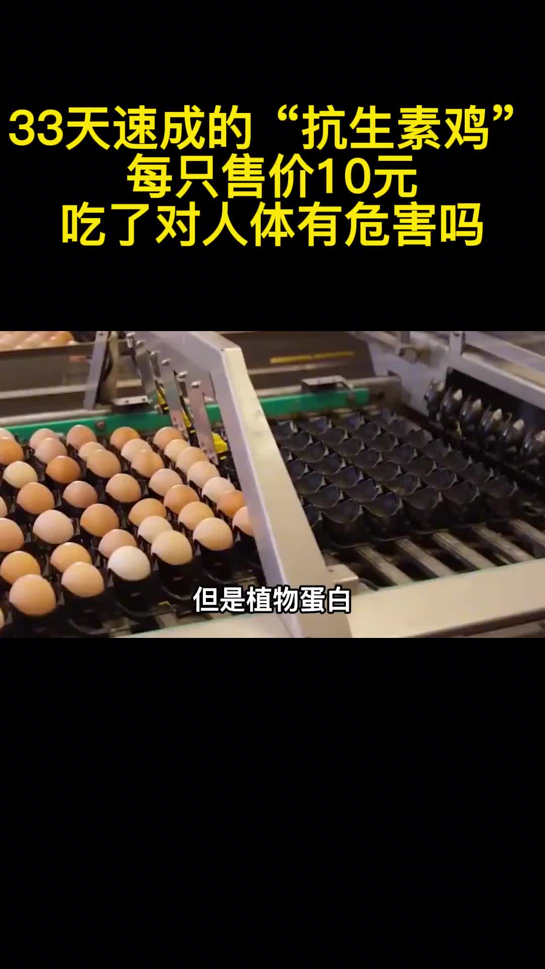 33天速成的抗生素鸡每只售价10元吃了对人体有危害吗2