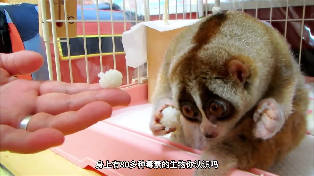 可爱但很危险的8种生物它居然含有80多种毒素一