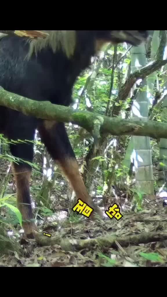 浙江丽水首次拍到四不像网友姜子牙坐骑现身