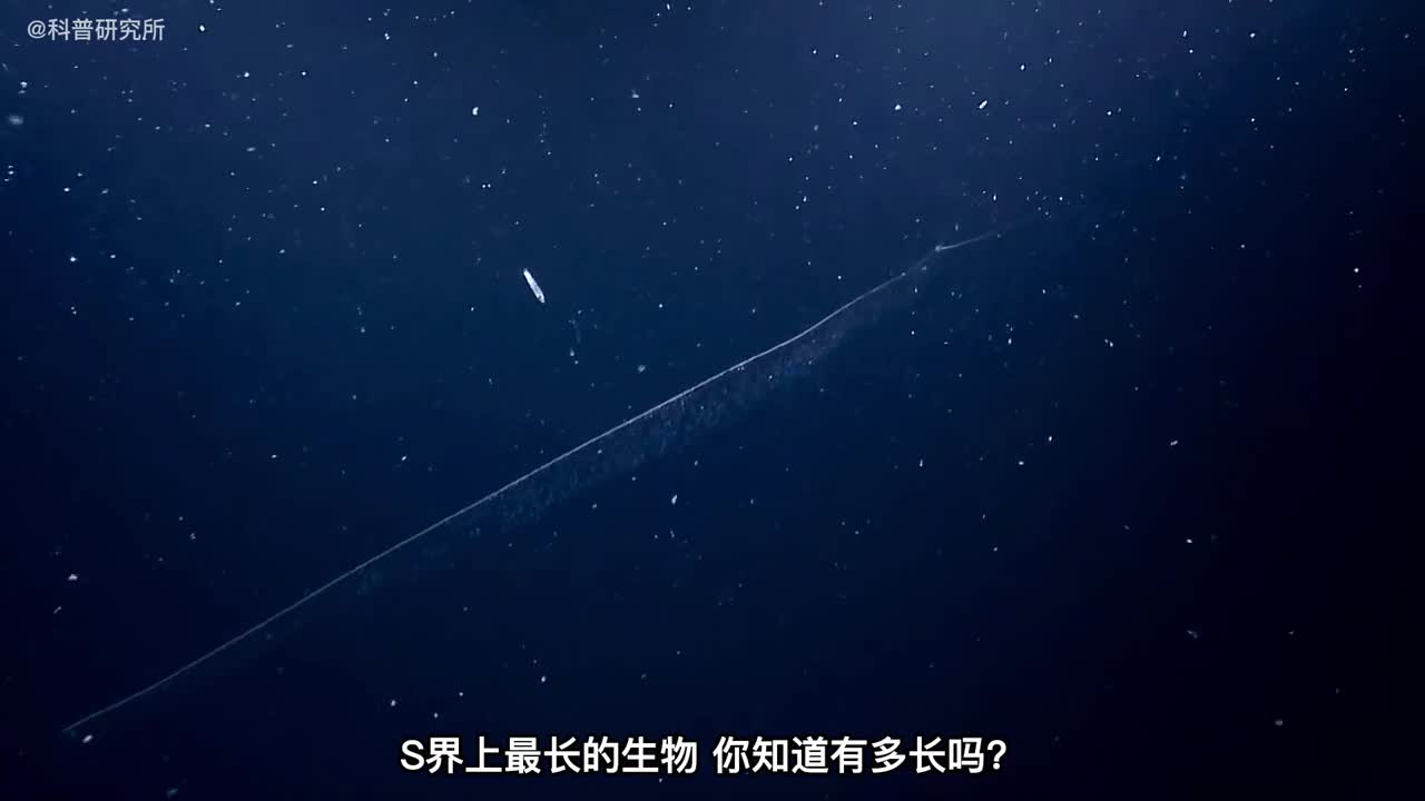 世界上最长的生物你见过它吗一