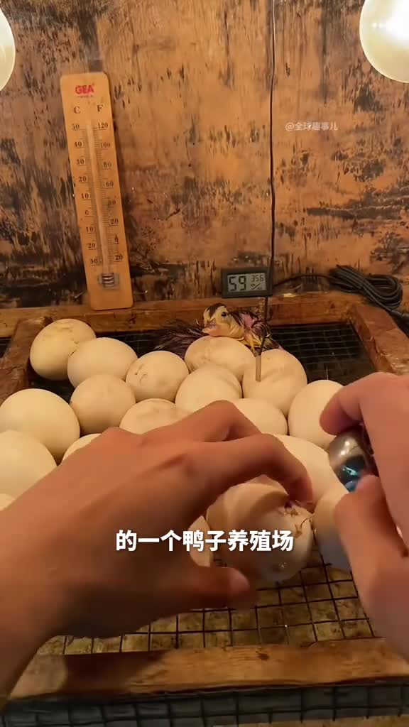 小鸭破壳为什么要帮小鸭子破壳