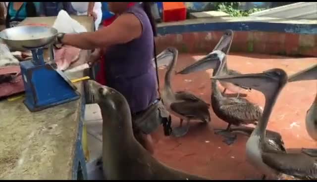 巴西桑塔克鲁兹的鱼市吃