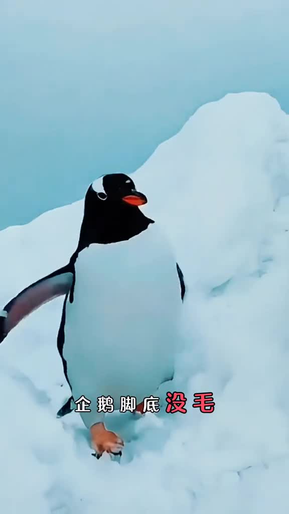 为啥企鹅脚底没毛站在冰上不冷呢