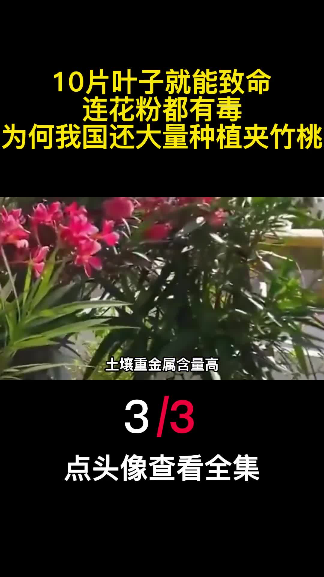 10片叶子就能致命连花粉都有毒为何我国还大量种植夹竹桃3