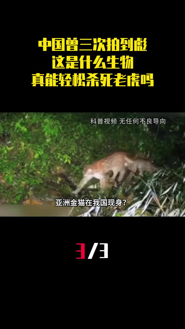 中国曾三次拍到彪这是什么生物真能轻松杀死老虎吗3
