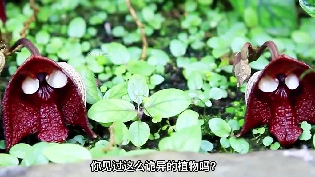 全球7个恐怖的植物以后看到就不会被吓到了二
