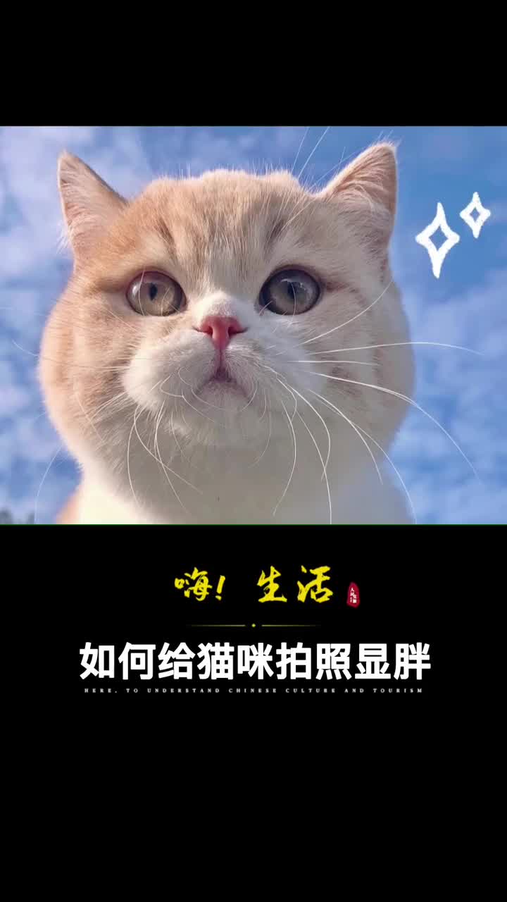 猝不及防如何给猫咪拍照显胖