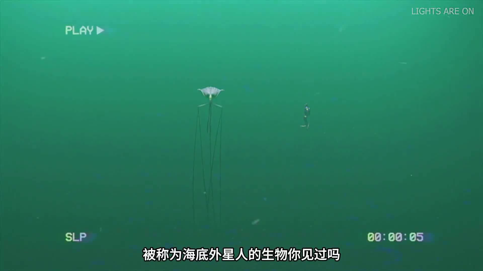 最新发现的深海生物太像外星人了