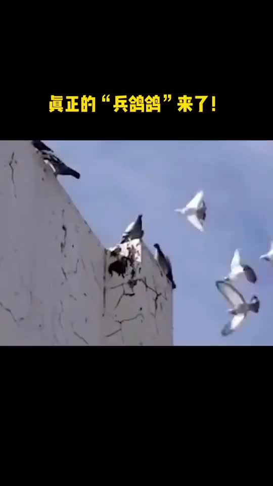 真正的兵鸽鸽来啦原来鸽子也能这么帅