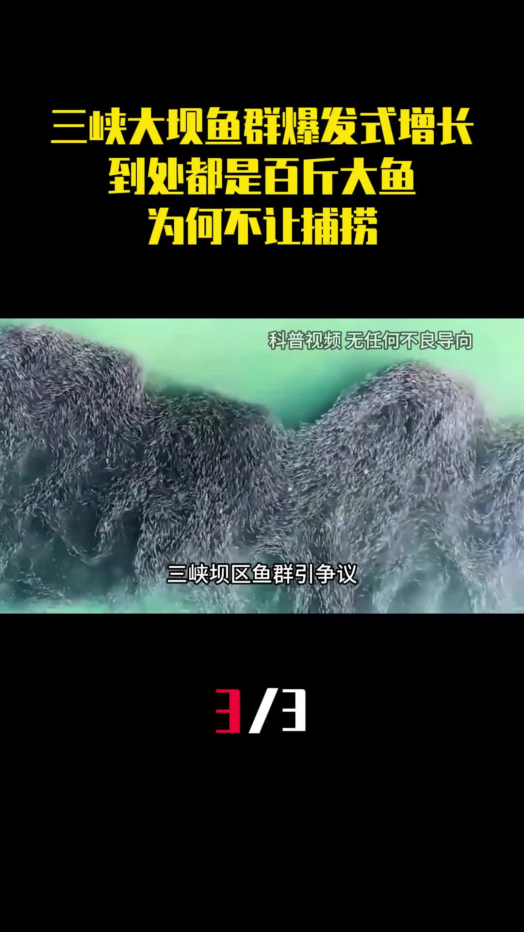 三峡大坝鱼群爆发式增长到处都是百斤大鱼为何不让捕捞3