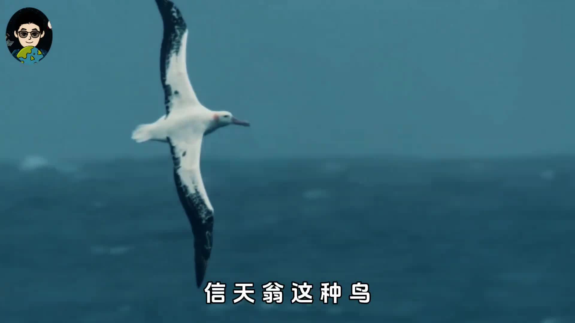 信天翁可以一生都在飞翔永不降落