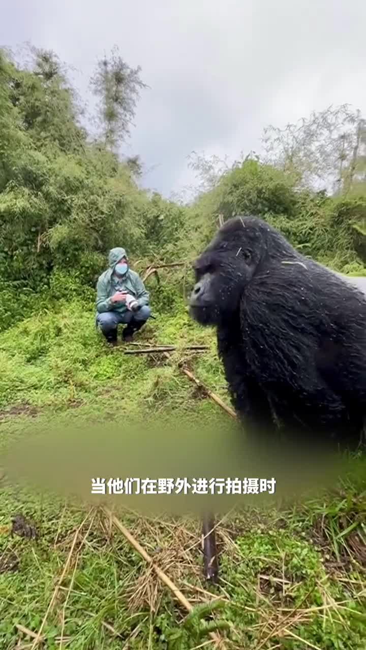 意外的野外遭遇大猩猩有力的敲击胸膛