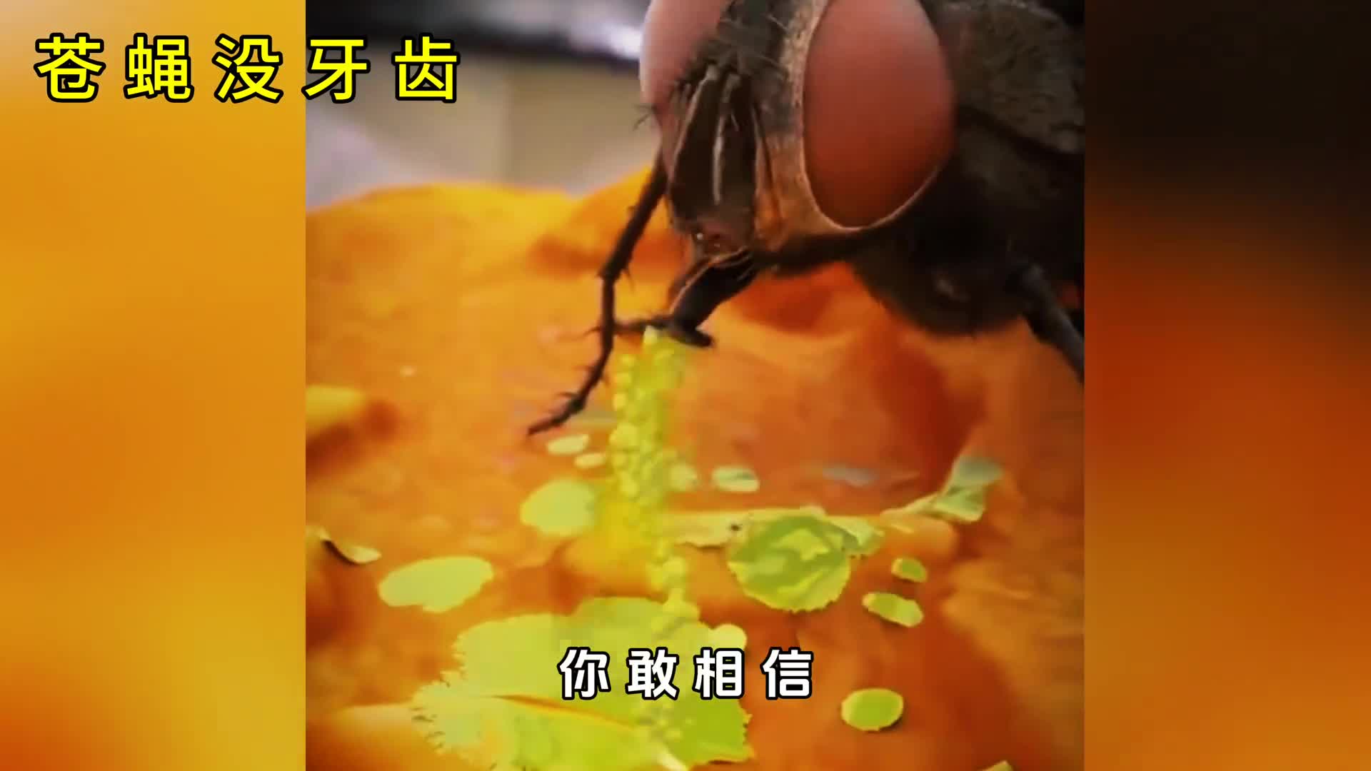 苍蝇没牙齿是如何干饭的