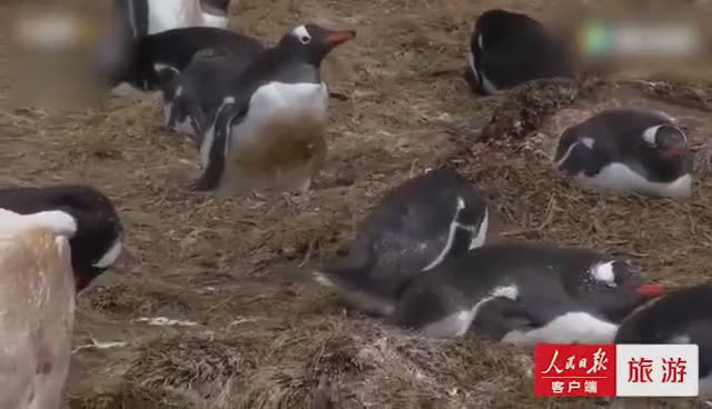 这是一条有味道的视频