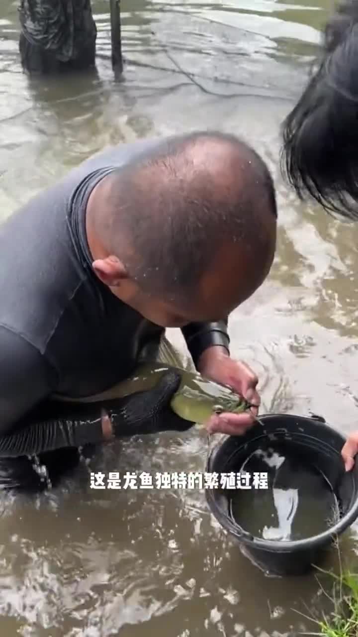 龙鱼绝美外观背后隐藏的独特繁殖之谜