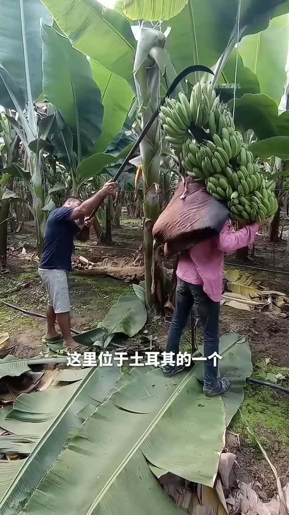 采收香蕉为什么工人采收香蕉后要砍掉整棵香蕉树