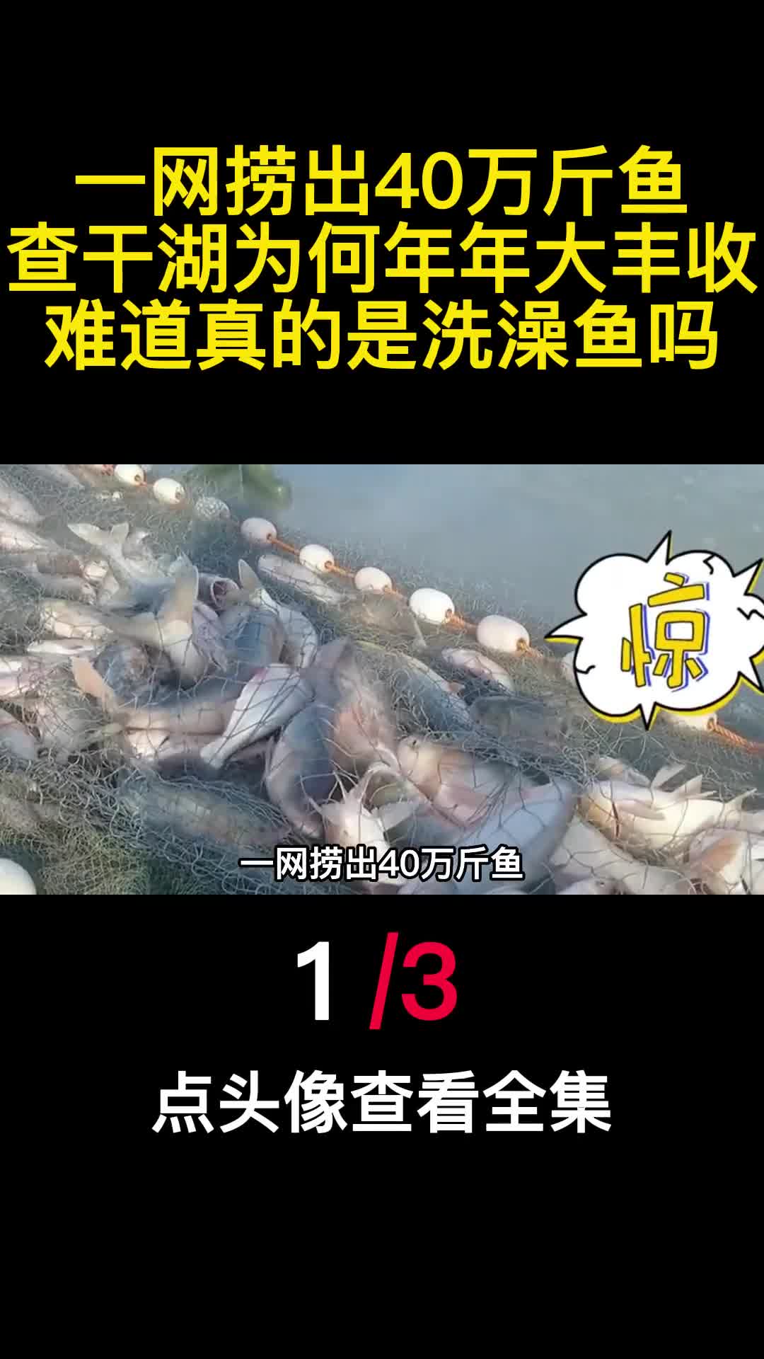 一网捞出40万斤鱼查干湖为何年年大丰收难道真的是洗澡鱼吗1