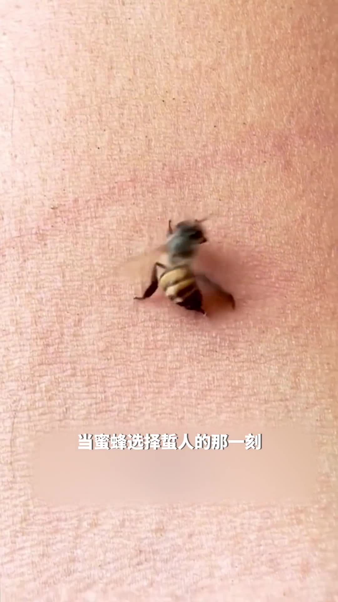 蜜蜂毒刺背后的设计为什么蜜蜂选择蜇人后会死亡