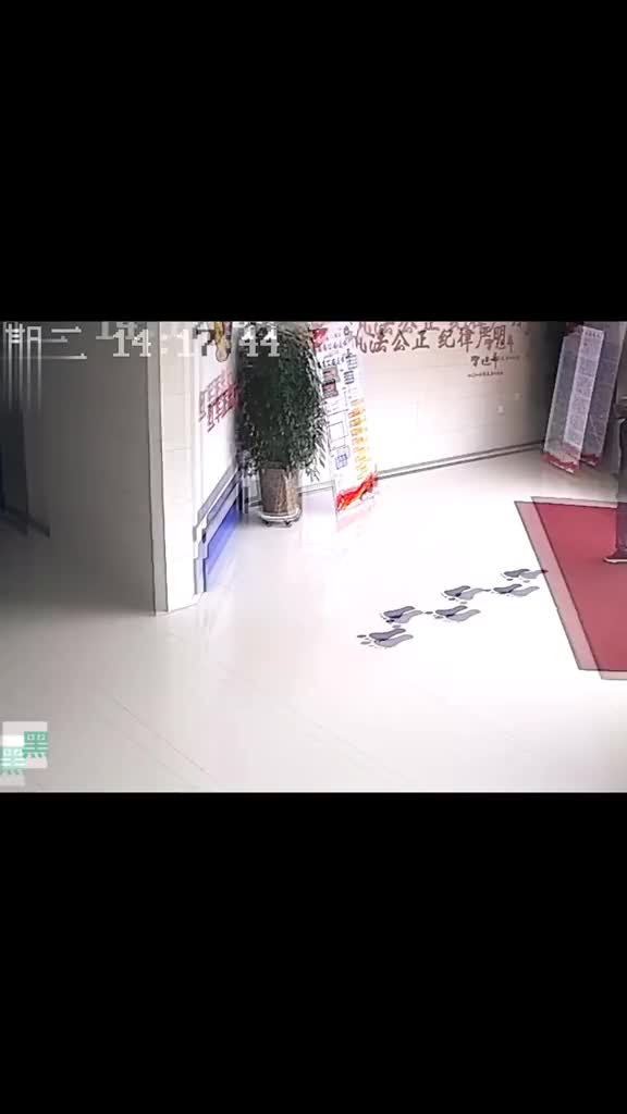 男子捡到猫头鹰肩扛送派出所网友这怕不是霍格沃兹毕业的霸气老哥