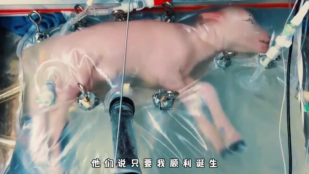 克隆羊多莉的一生究竟有多悲惨