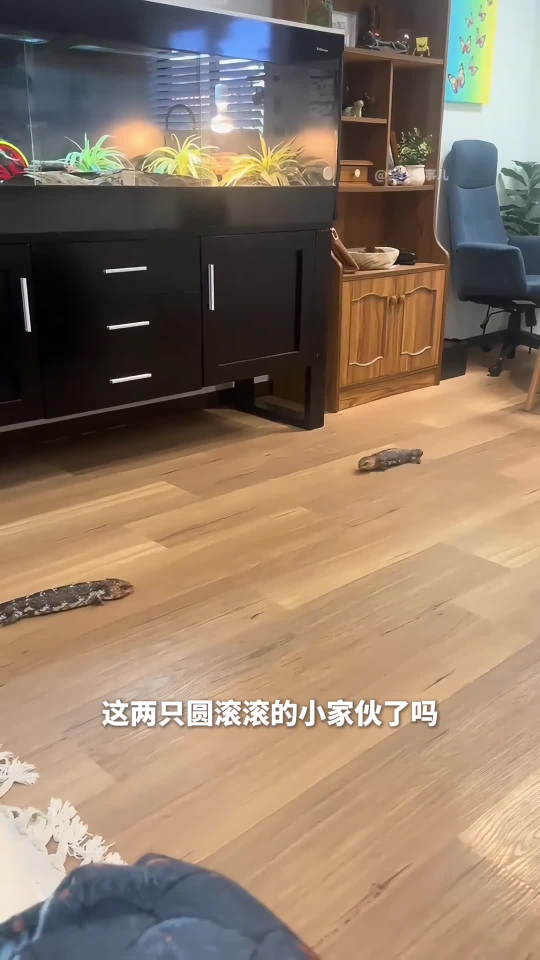 松果蜥小松果蜥扭着屁股居然还用尾巴来装头