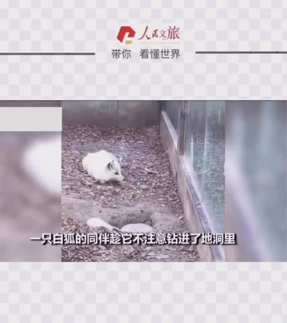 当一只白狐趁它的同伴不注意