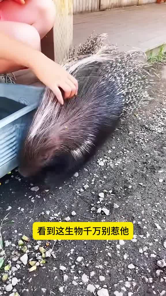 千万别惹这生物它不是猪也不是刺猬