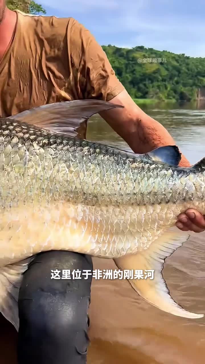 刚果河的淡水鲨鱼这种鱼为何让渔民又爱又怕