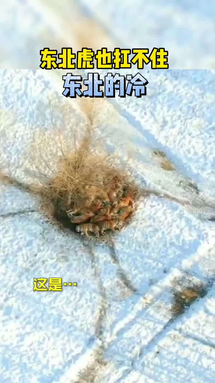 二十余只东北虎抱团取暖原来东北虎也无法抵抗东北的冷