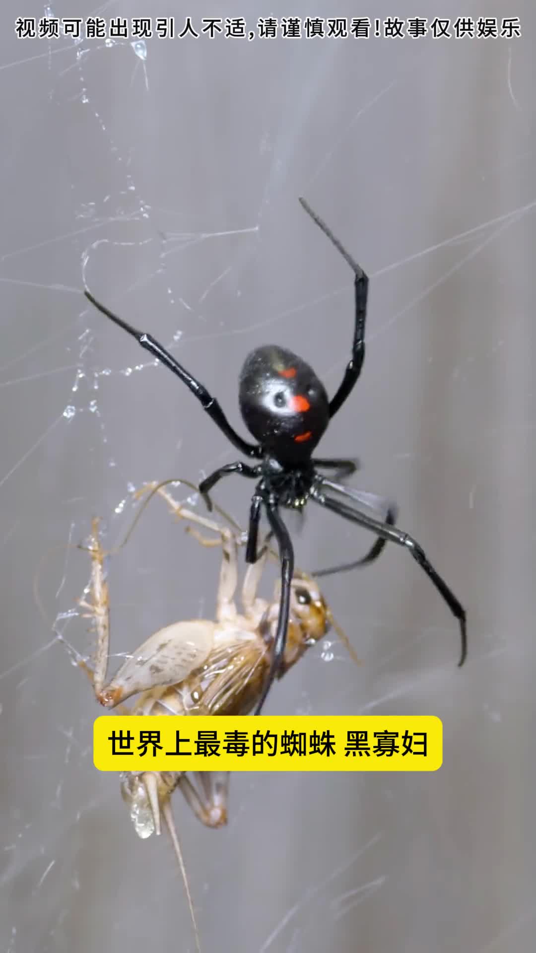 世界上最毒的蜘蛛有多猛认住它的样子了